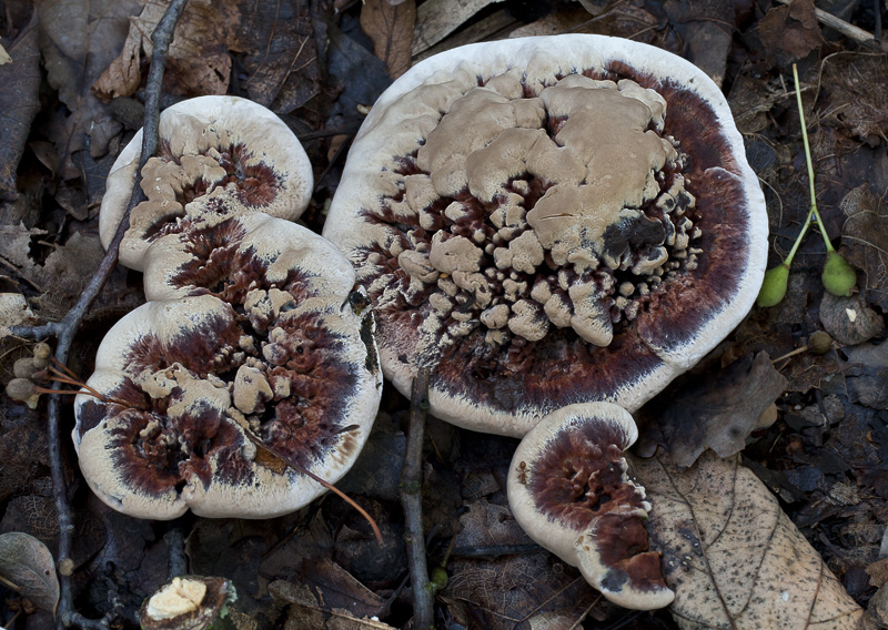 Hydnellum ferrugineum